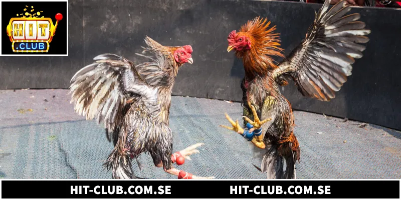 Trực Tiếp Đá Gà Mỹ Thomo - Kinh Nghiệm Xem Cá Cược Đỉnh Cao