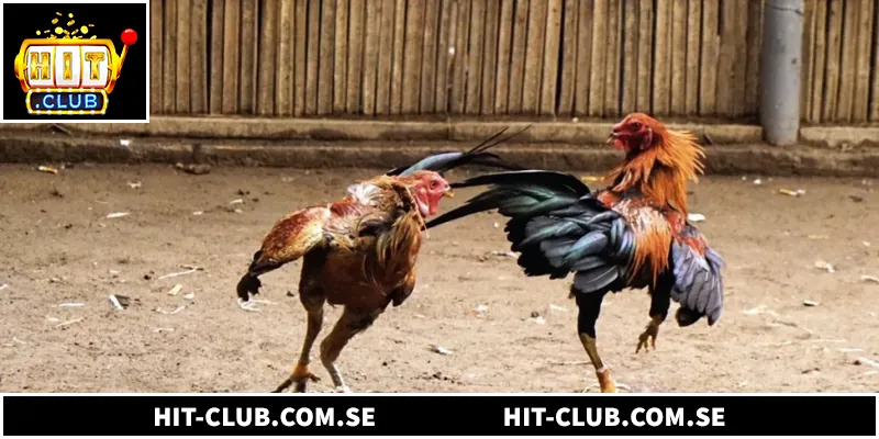 Xem trực tiếp đá gà Mỹ Thomo giúp người chơi cá cược hiệu quả